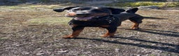 Dobermann dogs for stud: Doberman Stud Available - Advert 3