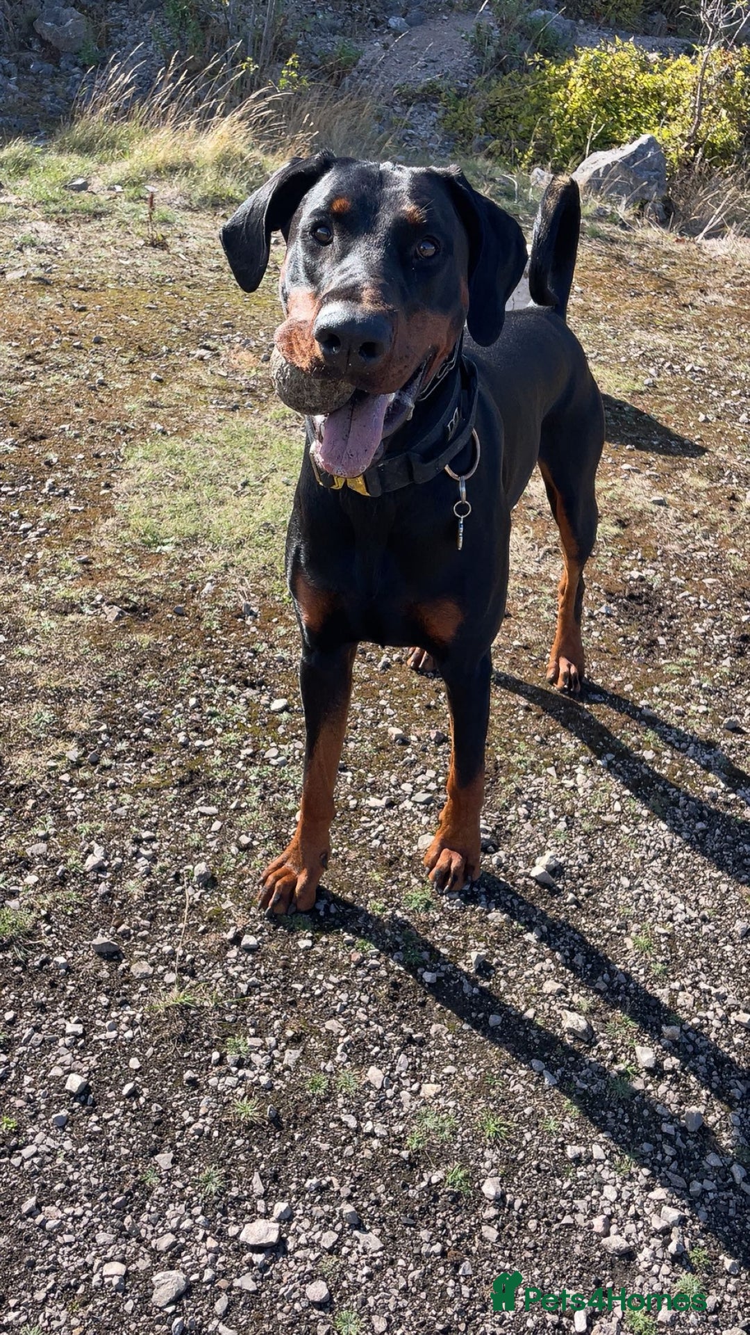 Dobermann dogs for stud: Doberman Stud Available - Advert 3
