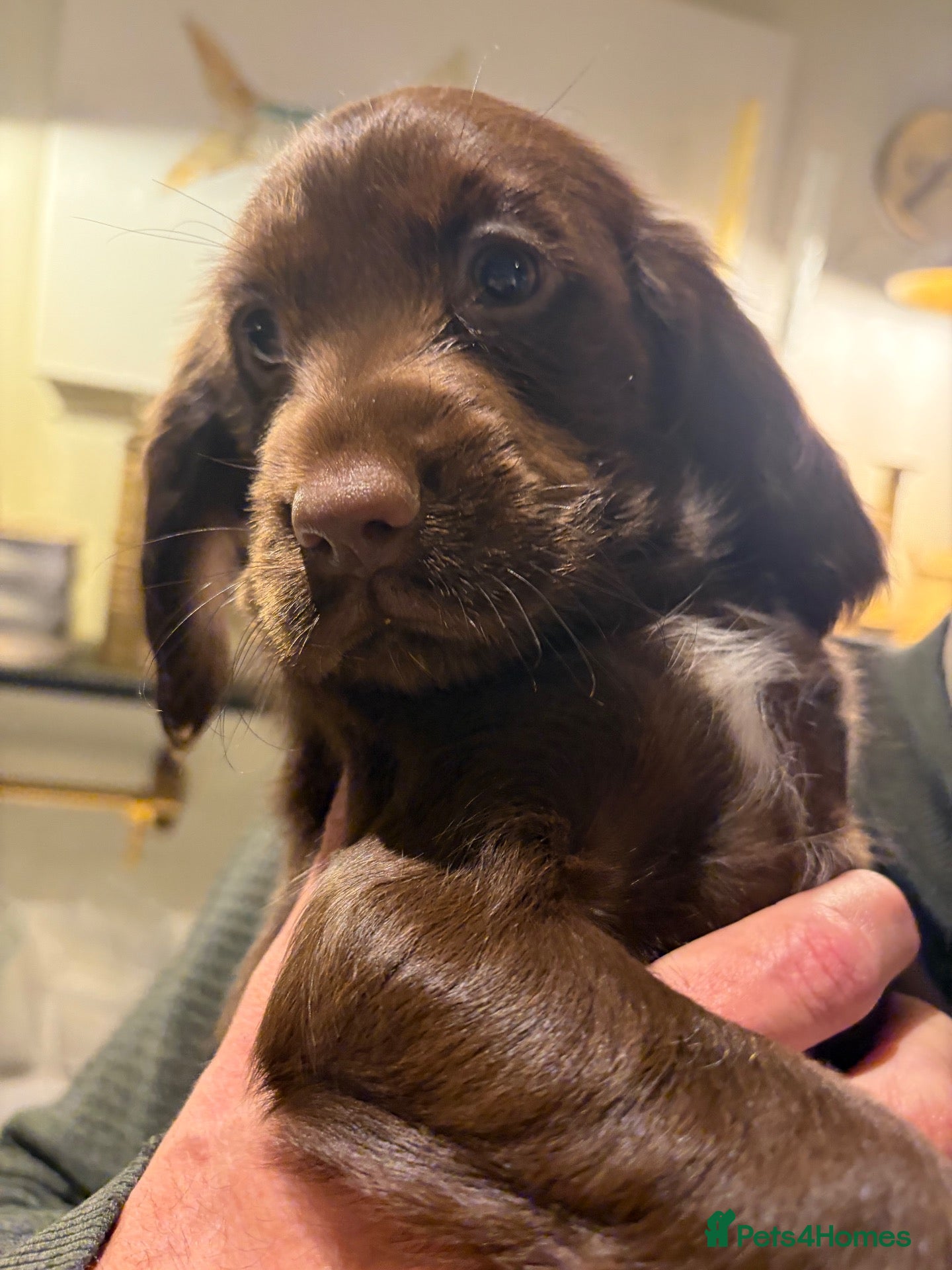 Sprocker dogs Gorgeous Health Tested Choc Cocker Spaniel Puppies - Advert 6