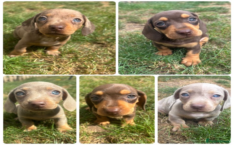 Miniature Dachshund dogs - Advert 16