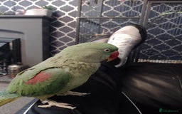 Parakeets birds for sale: Female alexanderine parakeet  - Image 4