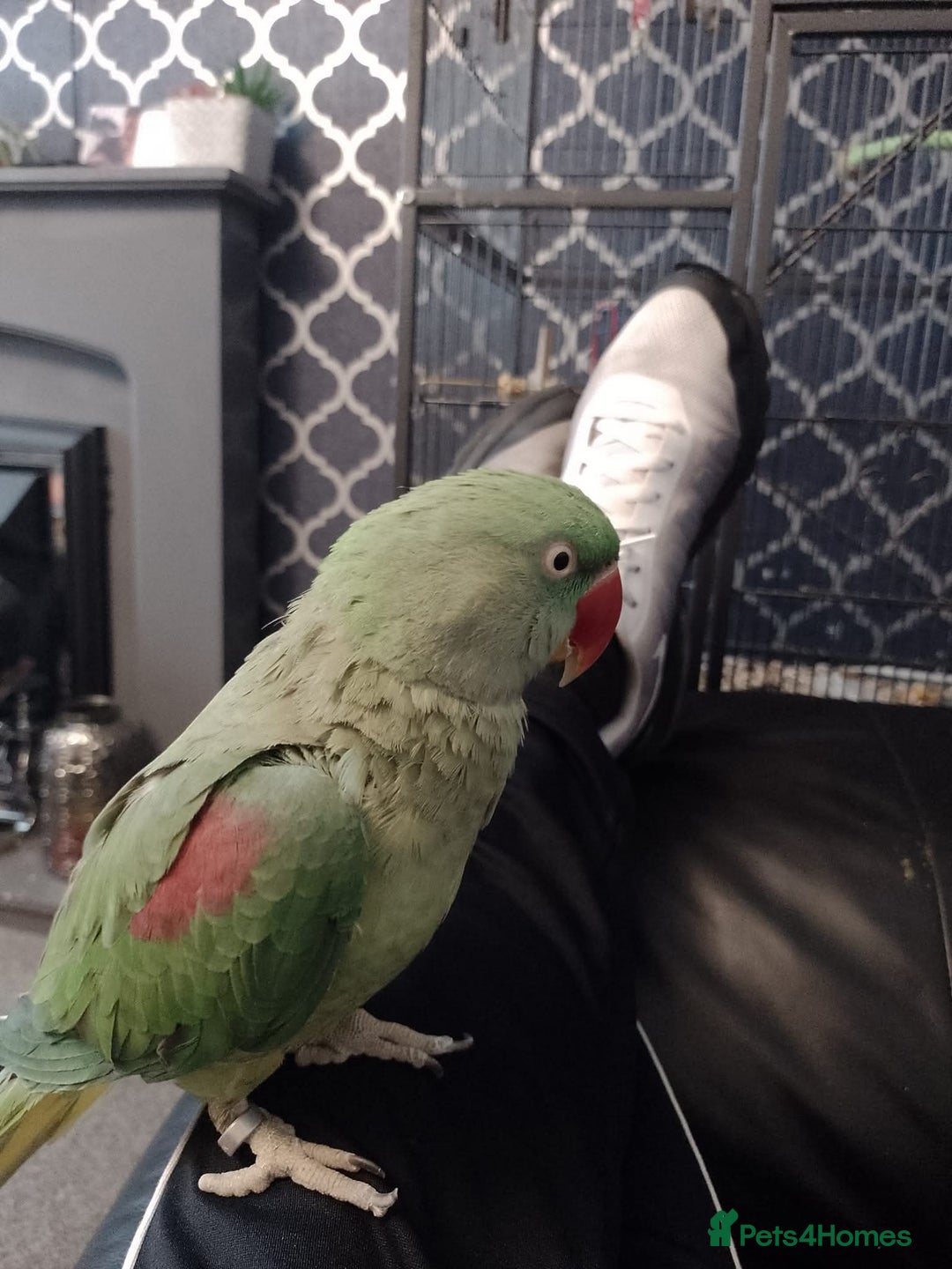 Parakeets birds for sale: Female alexanderine parakeet  - Image 4