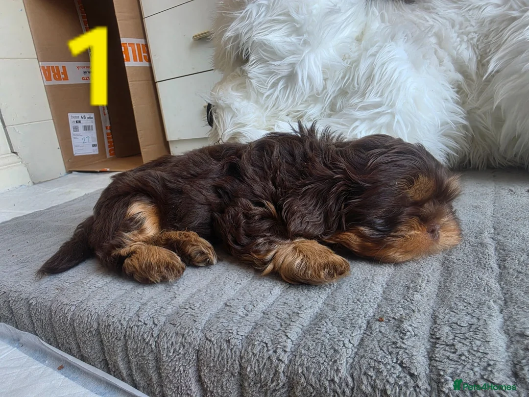 Shih Tzu dogs for sale: Imperial shih tzu puppies  in Walsall - Advert 22