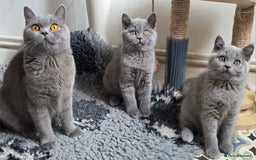 British Shorthair cats for sale: READY 1 boy Pedigree British shorthair  - Image 18