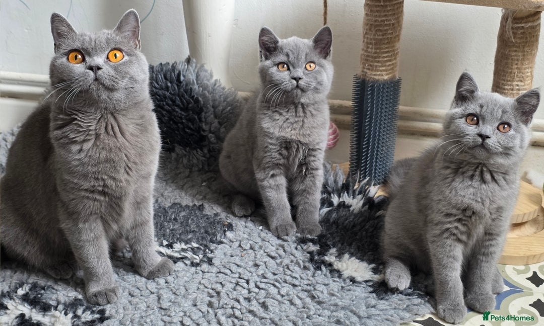 British Shorthair cats for sale: READY 1 boy Pedigree British shorthair  - Image 18