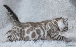 Bengal cats for sale: 🏆OUTSTANDING SHOW WINNING BENGALS KITTENS🔥 - Image 24