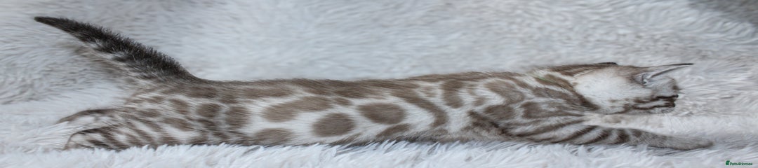 Silver Mink (A/a) - Green Collar