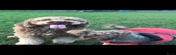 Mixed Breed dogs for sale: Shepadoodles extensively health tested parentage  - Advert 10
