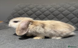 Mini Lop rabbits for sale: Mini Lop Bunnies  - Image 4
