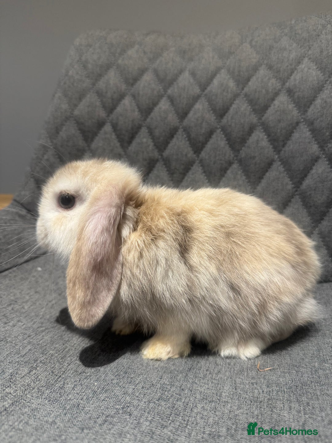 Mini Lop rabbits for sale: Mini Lop Bunnies  - Image 4