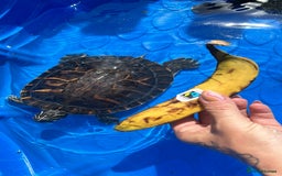 Terrapin reptiles for sale: Terapins  - Image 2