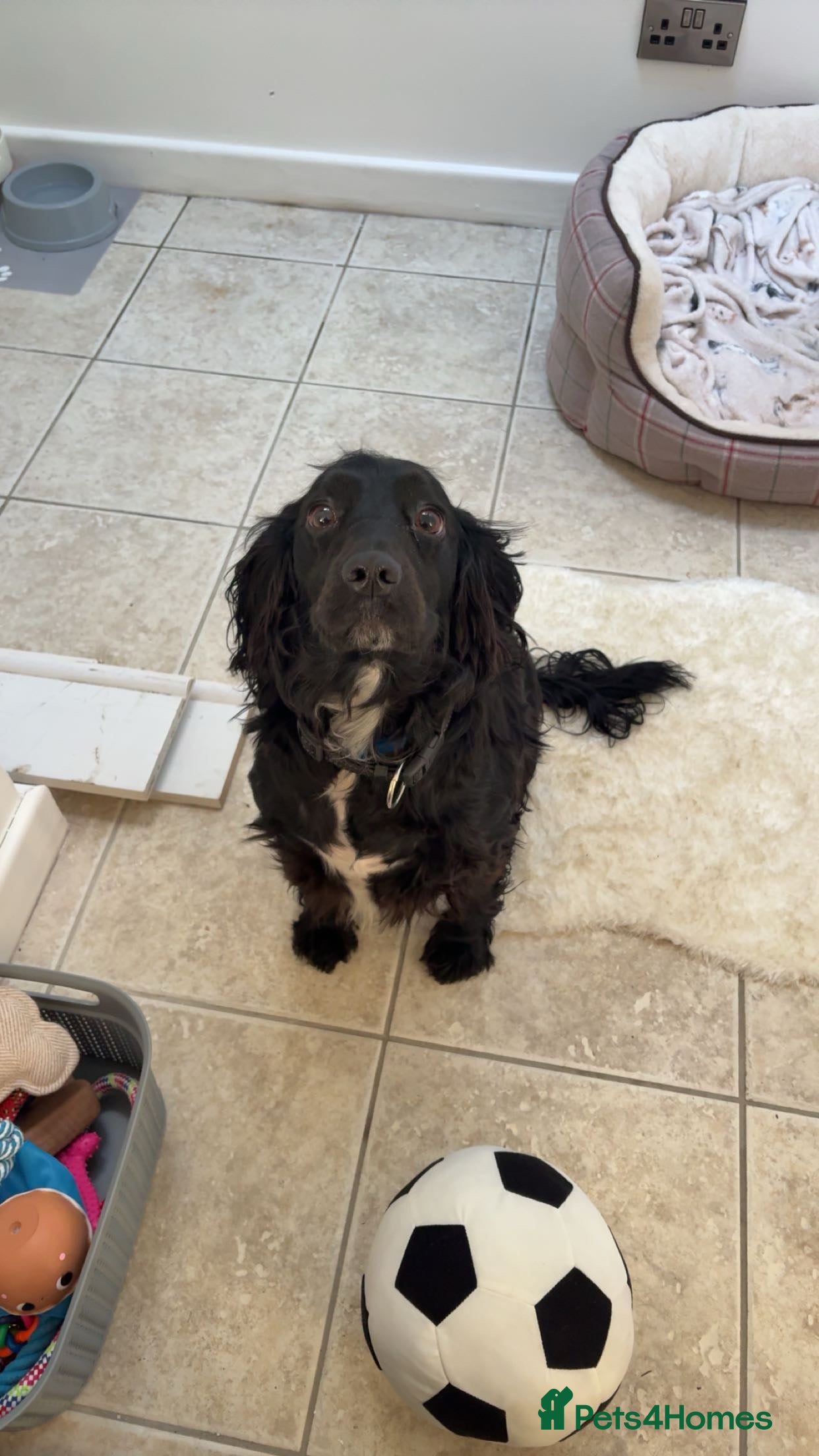 Cocker Spaniel dogs Make Cocker spaniel 3 year old  - Advert 1