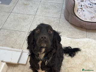 Cocker Spaniel dogs Make Cocker spaniel 3 year old - Advert 16