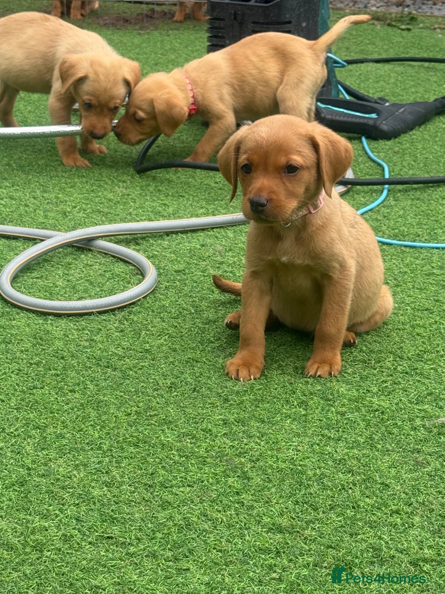 Labrador Retriever dogs KC registered Labradors ready the 10th July!!!!! - Advert 1