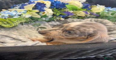 Miniature Dachshund dogs - Advert 13