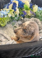 Miniature Dachshund dogs - Advert 13