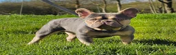 French Bulldog dogs for stud: Lilac and tan carrying cream, testable & fluffy in Motherwell - Advert 2