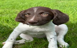 English Springer Spaniel dogs for sale: 1 Female READY TO GO KC Reg ESS Puppy - Image 2