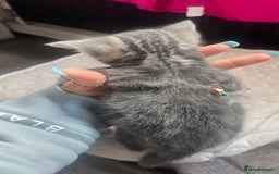 Mixed Breed cats for sale: 3 beautiful baby’s looking for their loving home  - Image 27