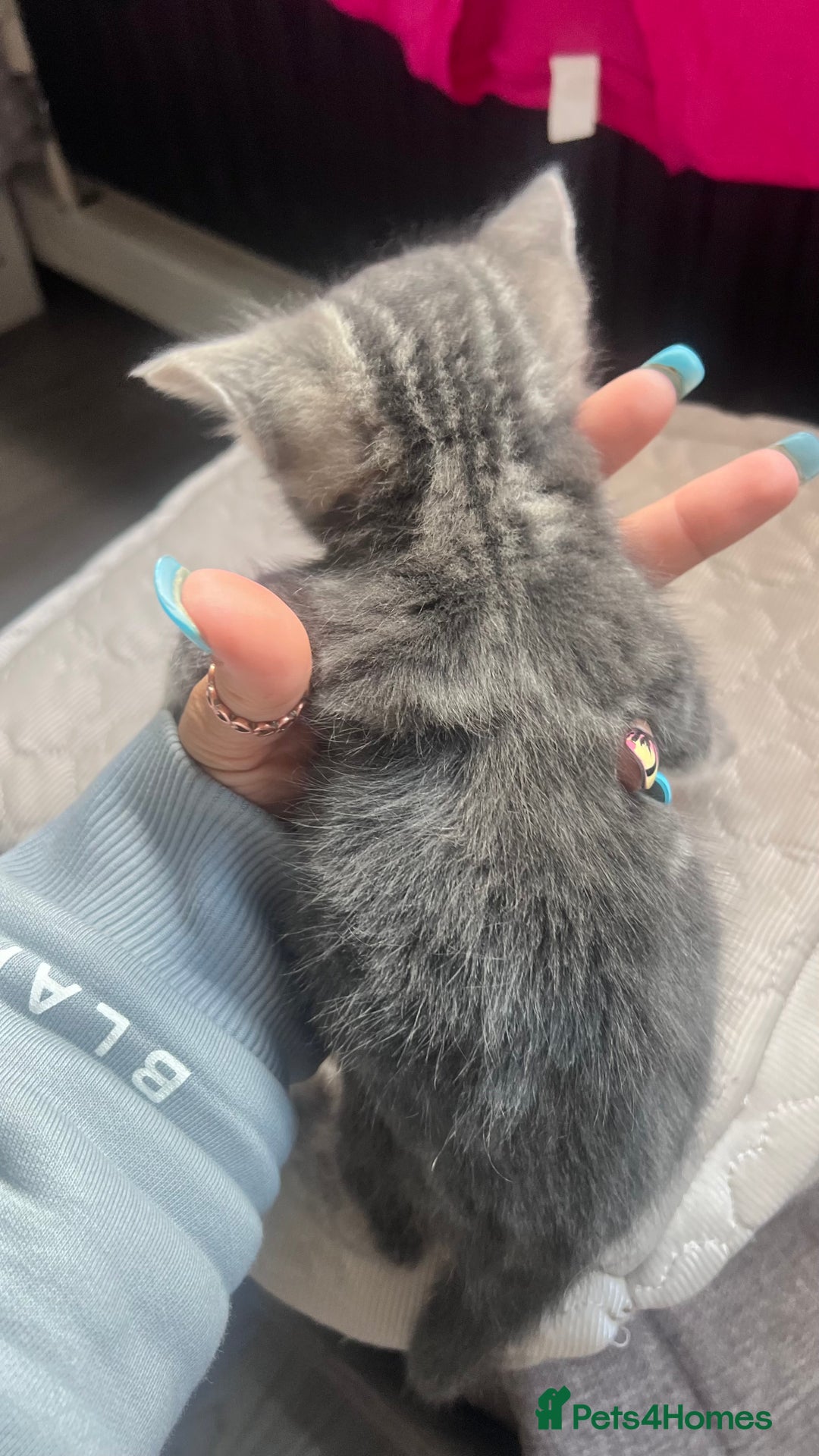 Mixed Breed cats for sale: 3 beautiful baby’s looking for their loving home  - Image 27