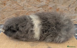 Guinea Pig rodents for sale: Swiss boar - Image 5