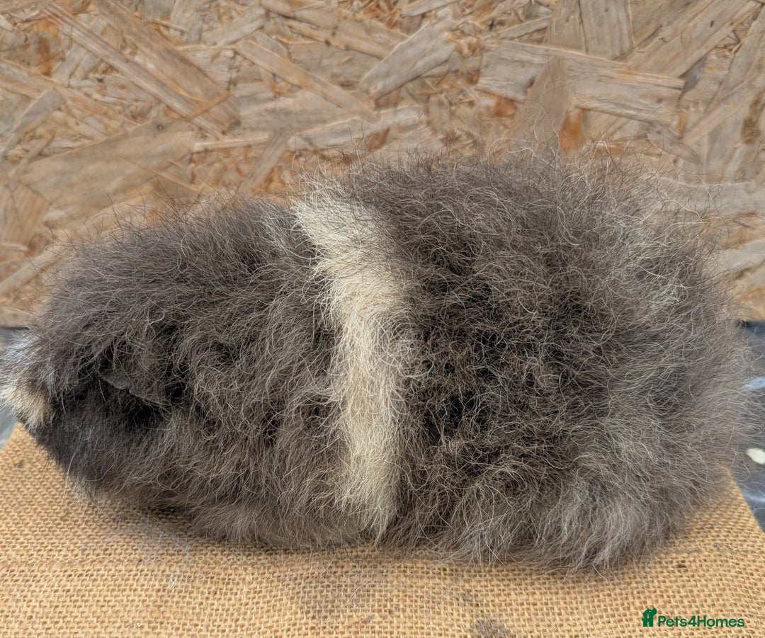 Guinea Pig rodents for sale: Swiss boar - Image 5