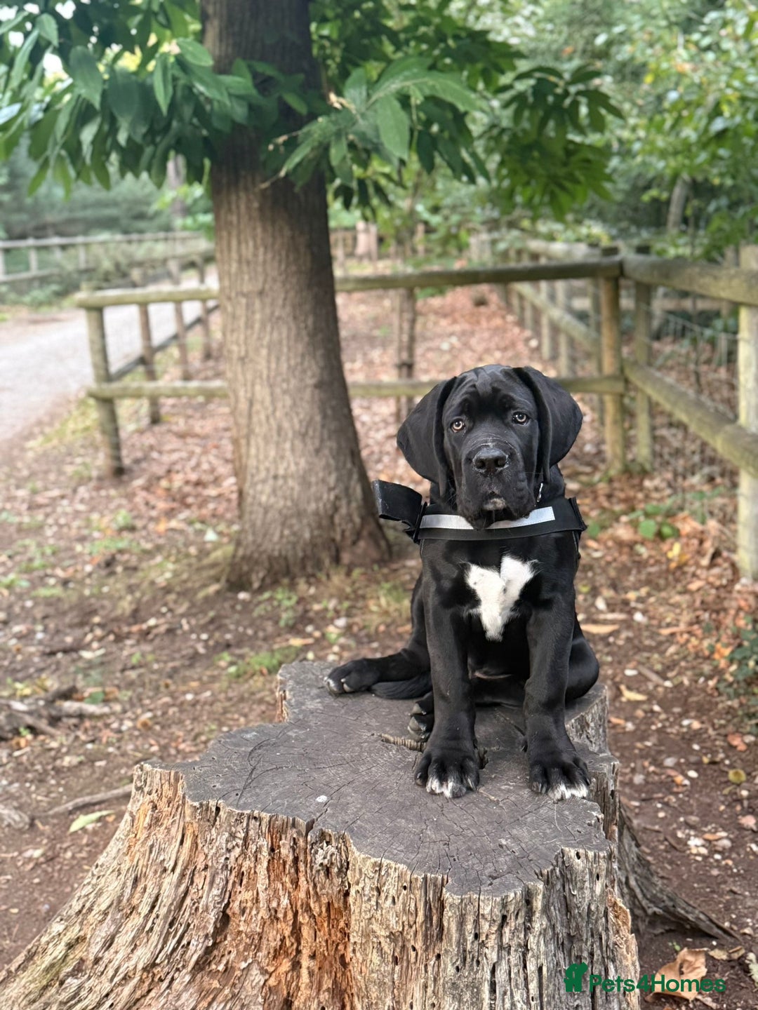 Cane Corso dogs for sale: 🖤Black Cane Corso Puppy 🐾Kobe🐾Male🖤 - Image 4