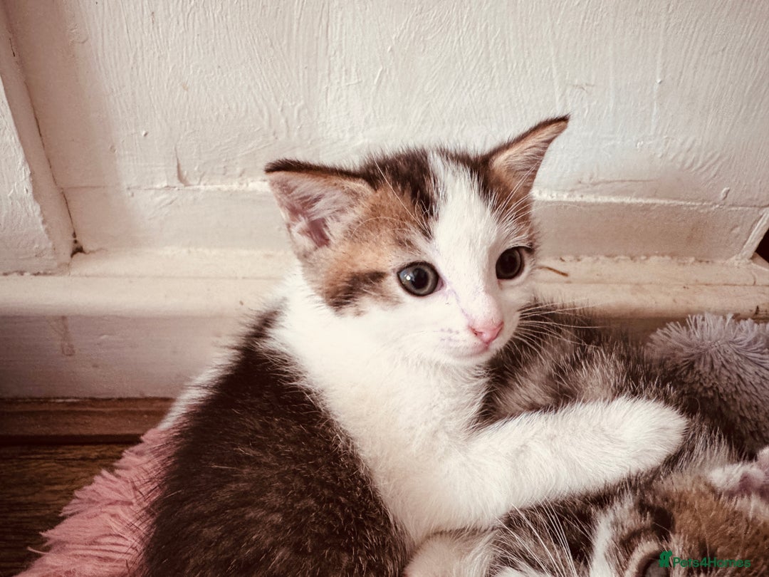 Mixed Breed cats for sale: Kittens ready for lovely homes - Image 7