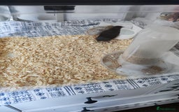 Quail poultry for sale: Chinese button quail pair - Image 5