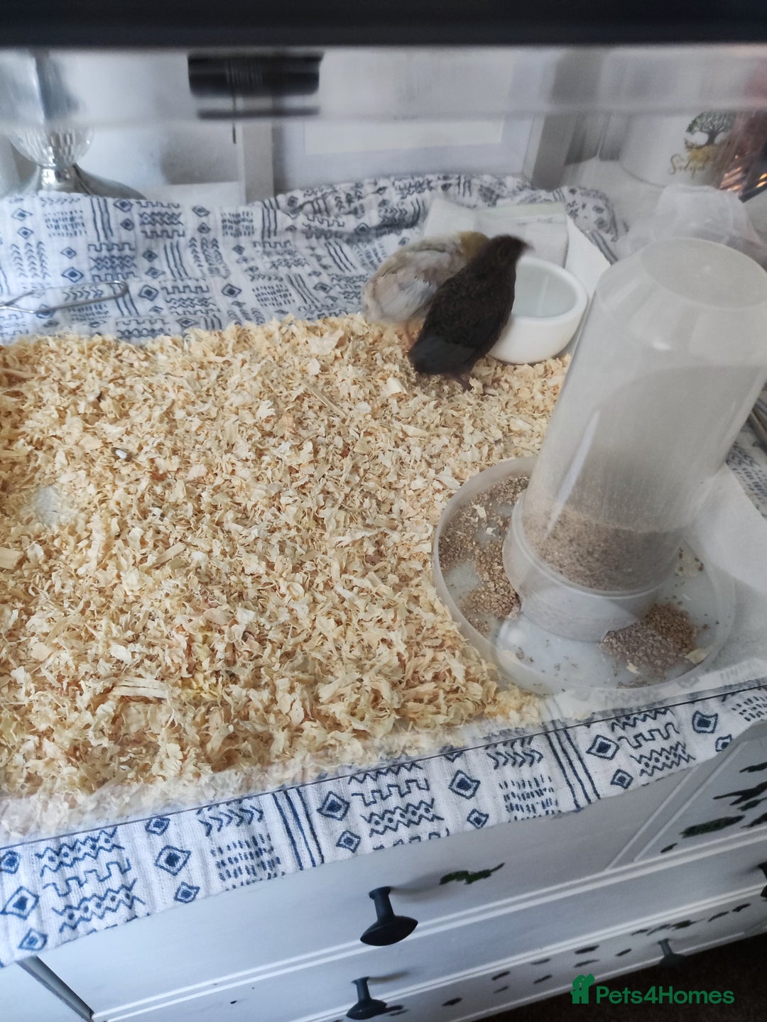 Quail poultry for sale: Chinese button quail pair - Image 5
