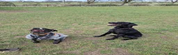German Wirehaired Pointer dogs for adoption: Guppy - GWP x lab - Advert 3