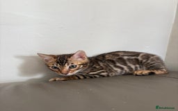 Bengal cats for sale: Pure bred bengal kittens - Image 17