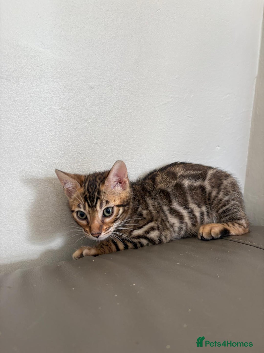 Bengal cats for sale: Pure bred bengal kittens - Image 17