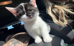 Bengal cats for sale: 3 kittens for sale  - Image 6