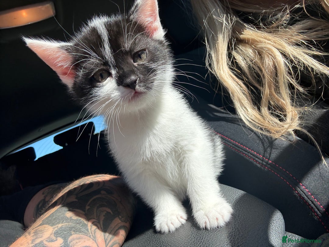 Bengal cats for sale: 3 kittens for sale  - Image 6