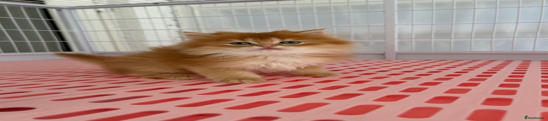 Longhair minuet long leg Kitten 1