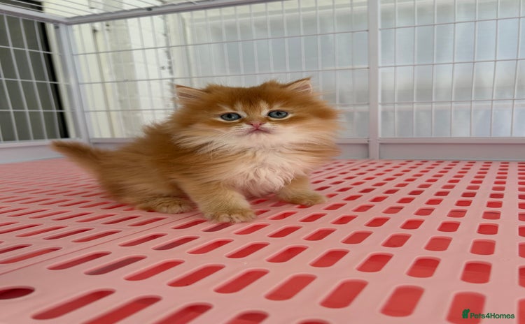 Napoleon cats Cute longhair long leg minuet - Advert 4