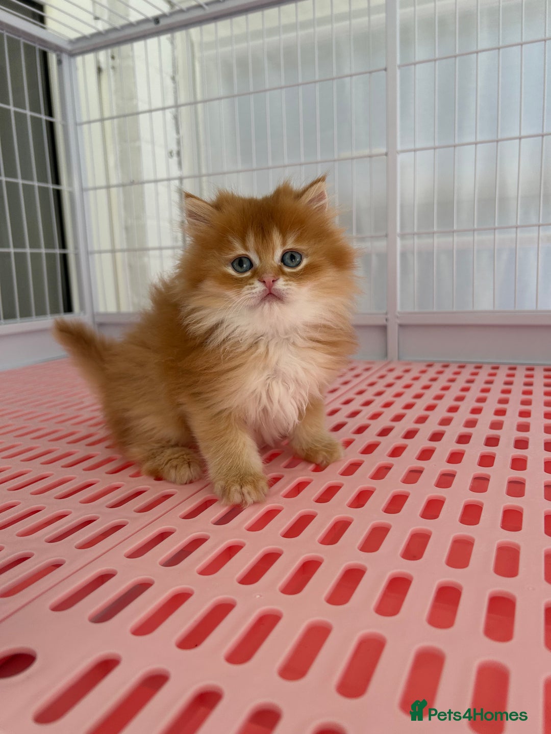 Napoleon cats for sale: Cute longhair long leg minuet - Advert 1