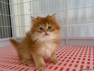 Napoleon cats Cute longhair long leg minuet - Advert 1