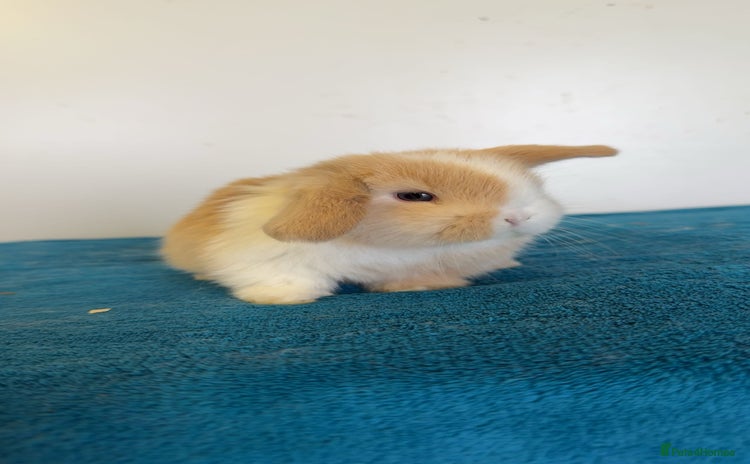 Mini Lop rabbits - Advert 4