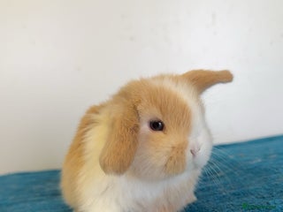 Mini Lop rabbits - Advert 4