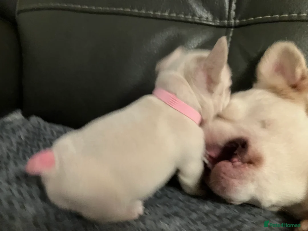 French Bulldog dogs for sale: Ready - Lilac Platinum - Fluffy Carriers - Advert 29