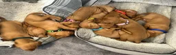 Hungarian Vizsla dogs for sale: Stunning Hungarian vizsla puppies x9 - Advert 6