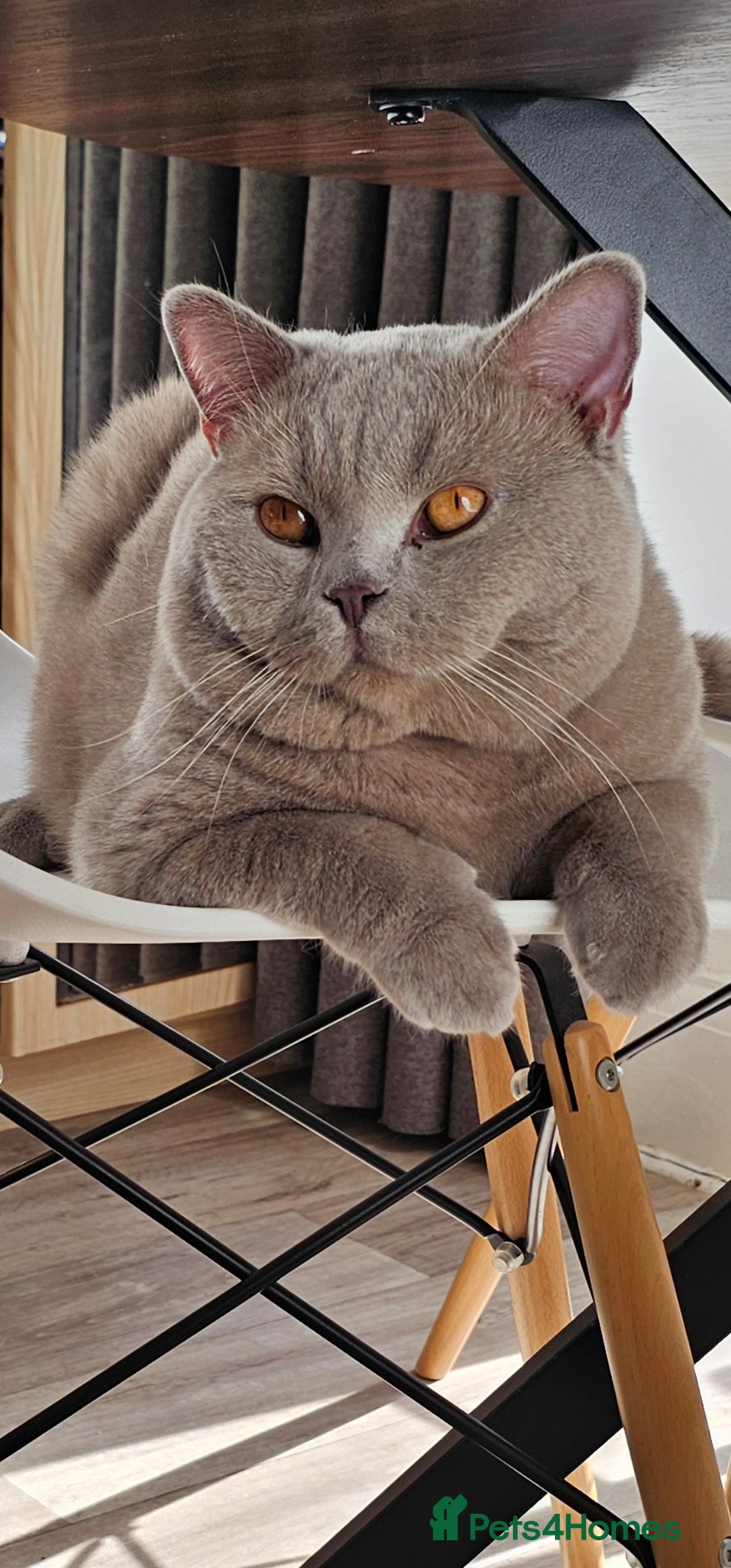 British Shorthair cats British Shorthair lilac male - Advert 1