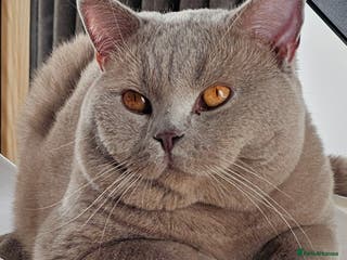 British Shorthair cats British Shorthair lilac male - Advert 5