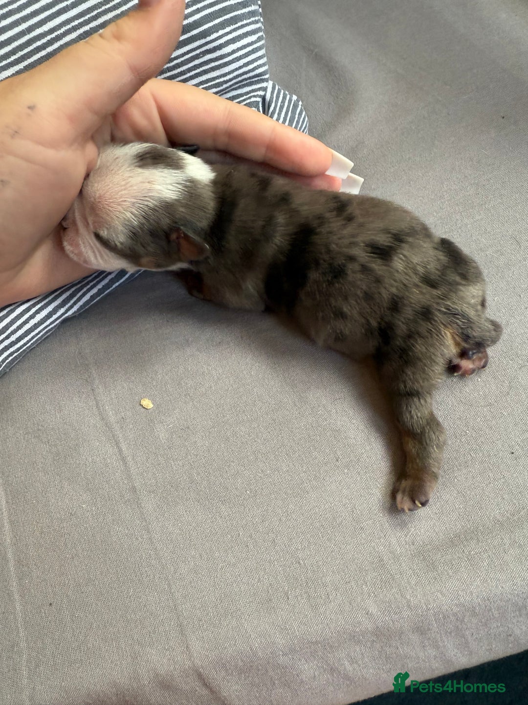 Mixed Breed dogs for sale: Old Tyme bulldogs f1  - Image 4