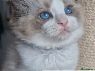Ragdoll cats Luxury Kittens-European line Ragdoll - Advert 5