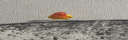 Lovebirds birds for sale: LOVEBIRD - Advert 4
