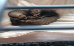 Ferret rodents for sale: Female ferret - Image 1