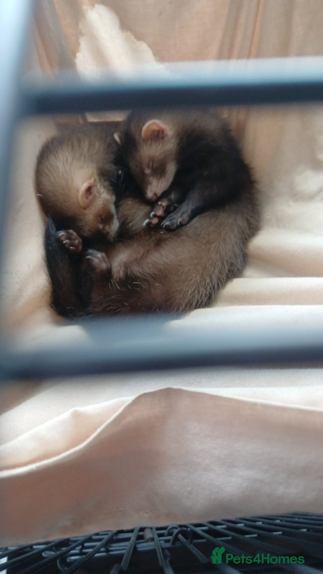 Ferret rodents for sale: Female ferret - Image 1